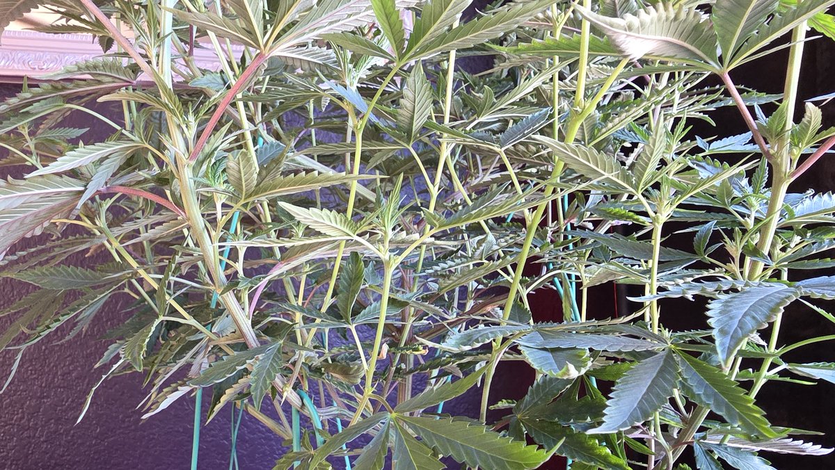 AlienFogMachine's tweet image. End of wk2 inspection was fruitful! Many balls on this once beautiful Night Moves by @exoticgenetix &amp;amp; it went into the trash. The other large plant had only 1 ball, the 2 smaller had 0. Gave the remaining 3 a light defol &amp;amp; strip after watering. I'll be watching👀