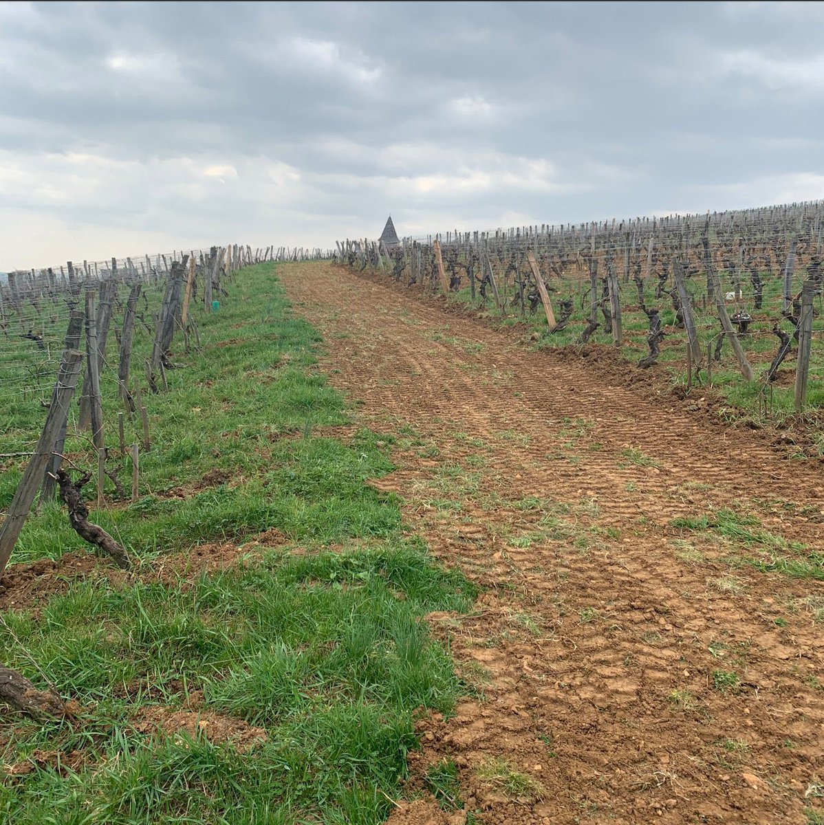 Wine Blind Tasting tweet media