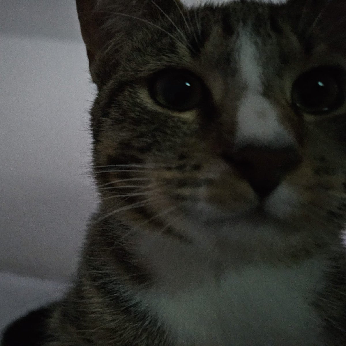 so lese ich chat btw