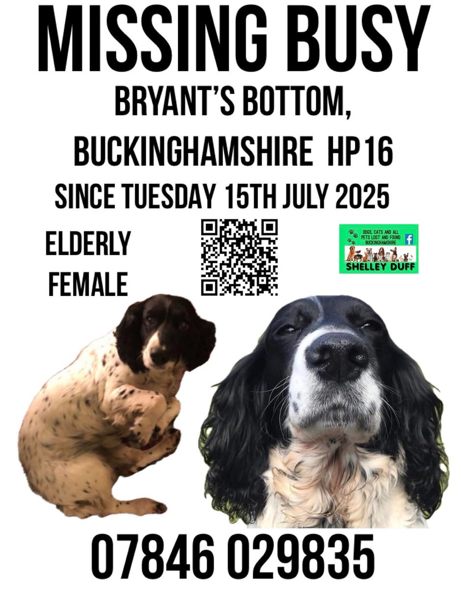 #stolendoghour BUSY STILL #MISSING 

Elderly Sprocker, Busy, is still #missing from Bryants Bottom, Great Missenden, #Buckinghamshire #HP16 

Have you seen Busy? Seen a dog like her?