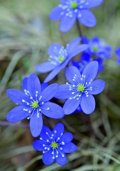 y0NLtXKHWnGhtEb's tweet image. おはようございます🐤☀️𓈒𓂂𓏸   

1 月5日の誕生花♡

  『ユキワリソウ』

花言葉⋯「忍耐」「期待」「信頼」
                 「あなたを信じます」
                「和解」「自信」
                「はにかみ屋です🩷 ̖́

今日も笑顔溢れる素敵な一日をお過ごしください𓏸𓈒 𓂃🌼.*