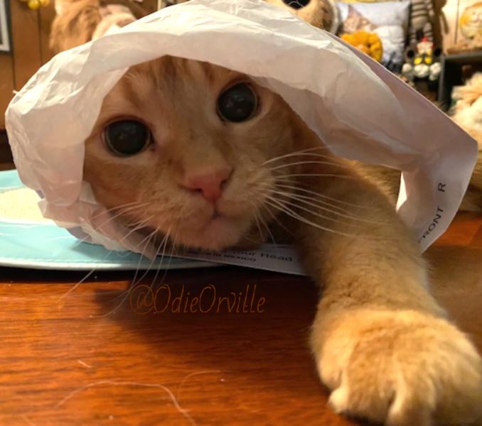 THE Odie Bob Orville 😺 tweet media