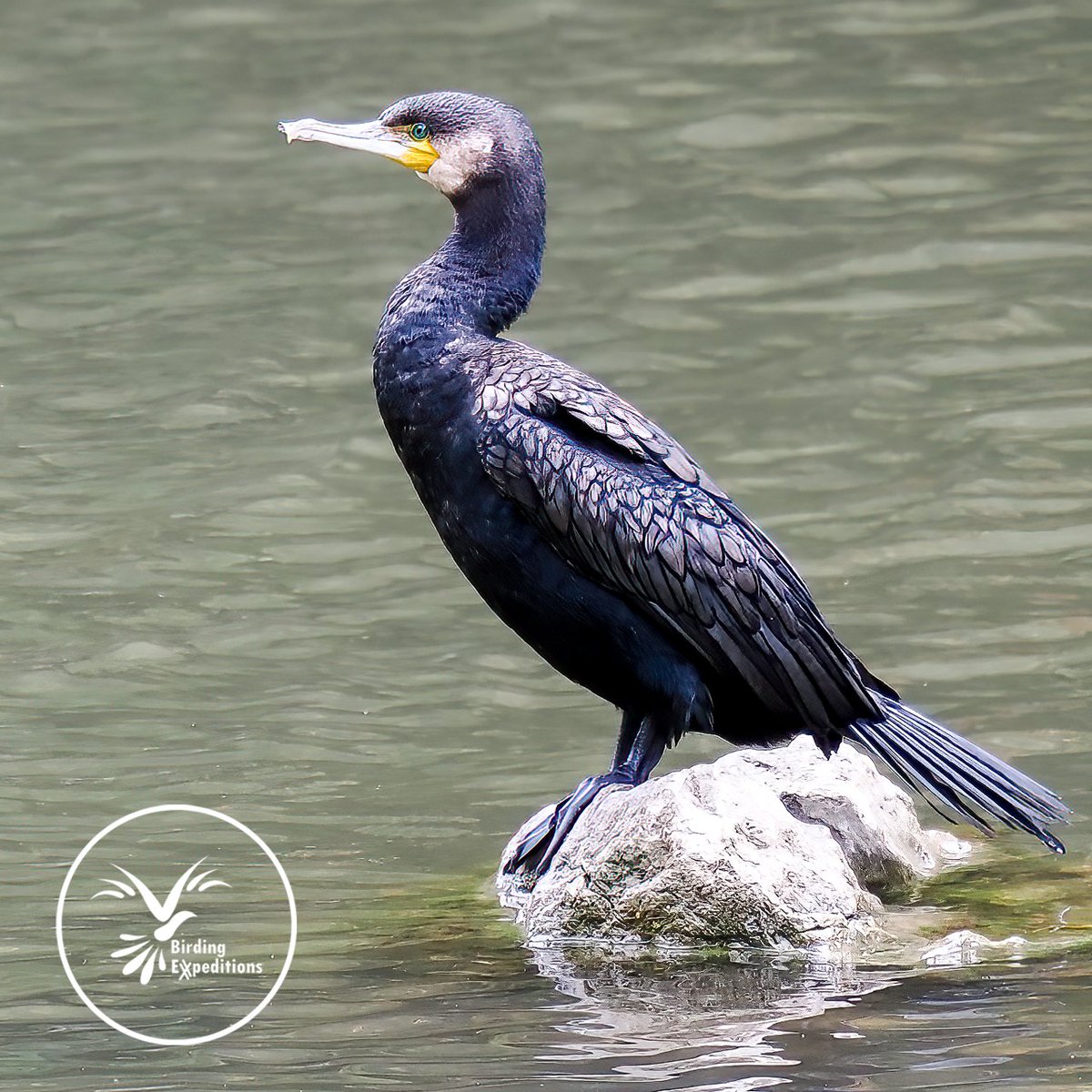 birding_tours's tweet photo. Spotted along the serene banks of the Arga River in Pamplona/Iruña: the Great Cormorant (Phalacrocorax carbo) and the Gray Heron (Ardea cinerea), two elegant symbols of biodiversity thriving within urban nature.

📍#Pamplona 
🦅 #BirdingExpeditions #Birdwatching #UrbanNature https://t.co/PmU2SBsnmM