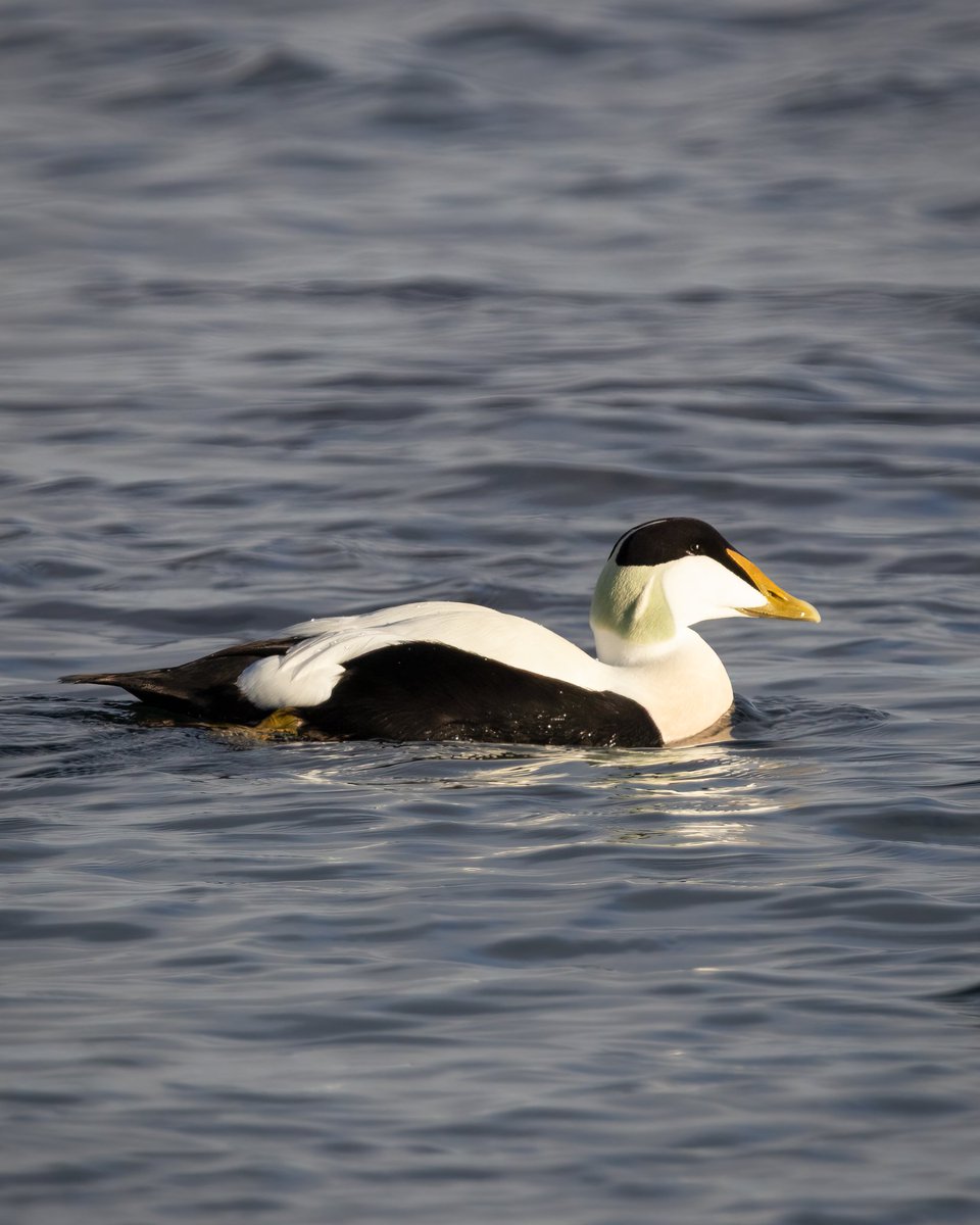 Wild_WithJon's tweet photo. Yellow-Browed Warbler at Efford Marsh this morning along with Chiffchaff, Goldcrest, Grey Wagtail.
Black-necked Grebe at Torpoint with Great Crested Grebe 
Eider and a hungry Cormorant eating a wrasse at Hannafore
And finished with 4 Spoonbill off Wacker Quay. https://t.co/KJi79sqqxK