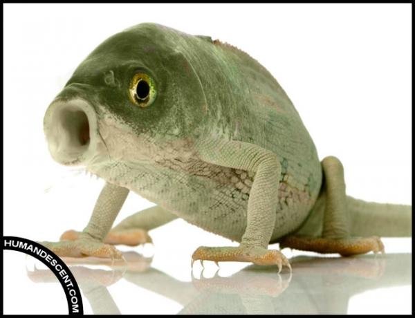 vozimpressa's tweet photo. 🧬🐄⚖️"Animais Geneticamente Modificados" Escrito por Aranea

Falei anteriormente sobre o “Non-GMO Project”, que tenta ser uma voz contra alimentos geneticamente modificados (especialmente em verduras, legumes e etc). No mesmo artigo disse como essa visão contra à GMO’s na maior parte das vezes não faz sentido, e que mesmo alguém tentando argumentar problemas gerados por regulação alostérica e mudanças conformais como potencialmente gerando teoricamente ou probabilisticamente mudanças na estrutura genética desses alimentos de uma forma que seria danosa à saúde,no momento, é apenas especulação.

Aqui focarei não em plantas, mas apenas em animais geneticamente modificados, onde mesmo o Crisp-car-9 pode ser usado dentre outras técnicas, e onde o objetivo dessa ciência neste nicho, é gerar uma oferta, uma produção maior de livestock (pecuária), o que no fim gerar preços menores para nós consumidores. E o esquisito é que alguns ambientalistas nesse contexto, dizem o contrário.

Confira já na Voz Impressa!

#ciêncianaprática #biotecnologia #economia