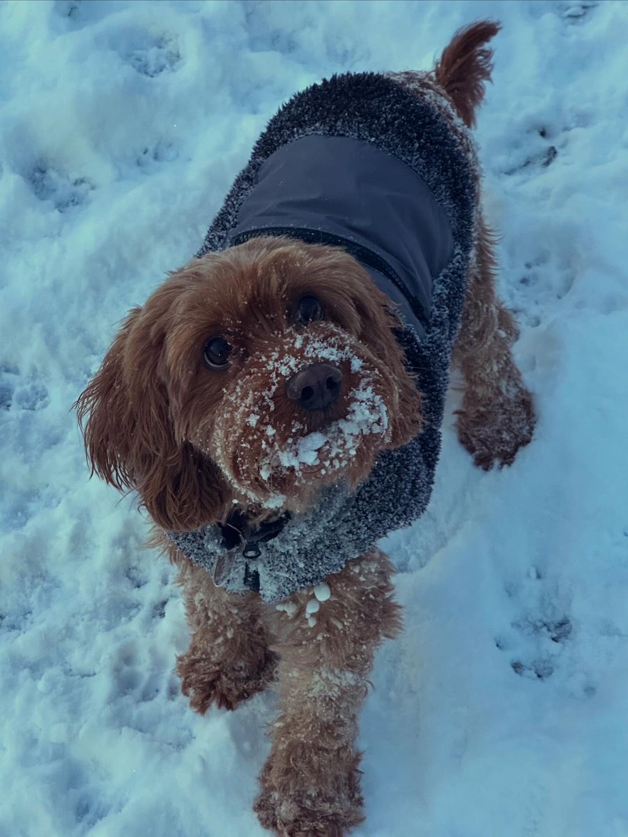 Morven-May MacCallum tweet media