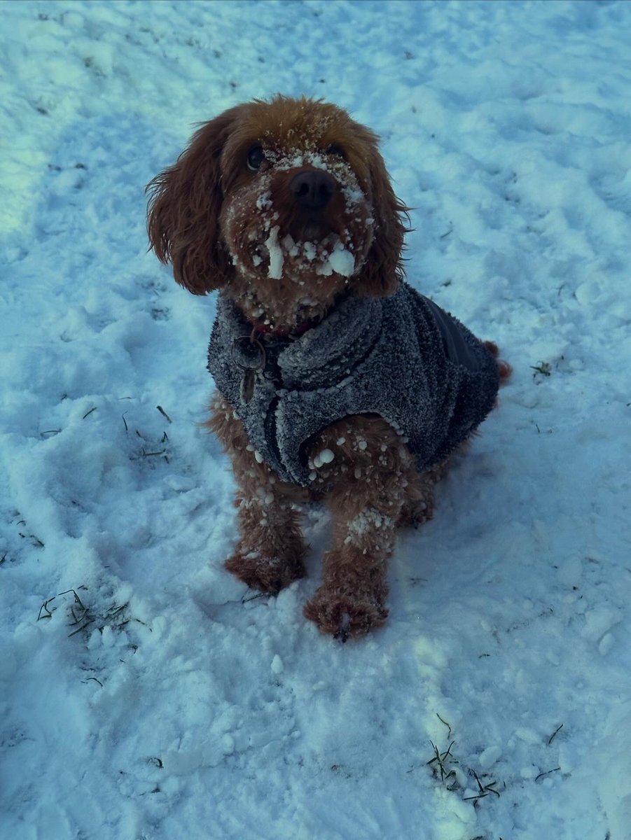 Morven-May MacCallum tweet media