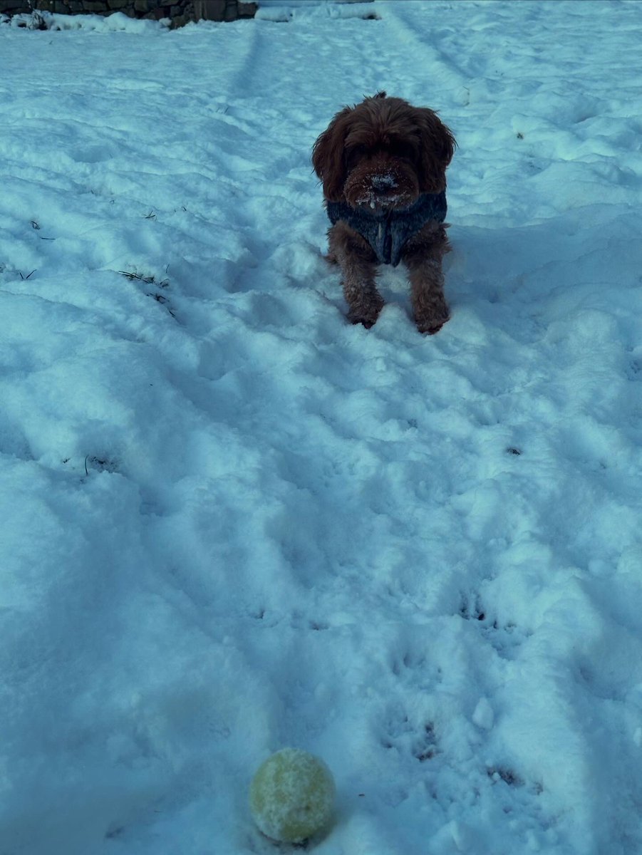 Morven-May MacCallum tweet media