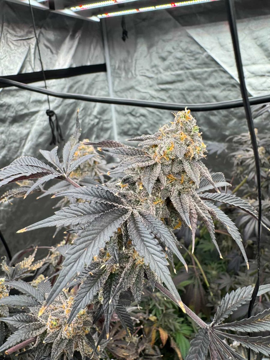 Tiger Autoflower Seeds tweet media