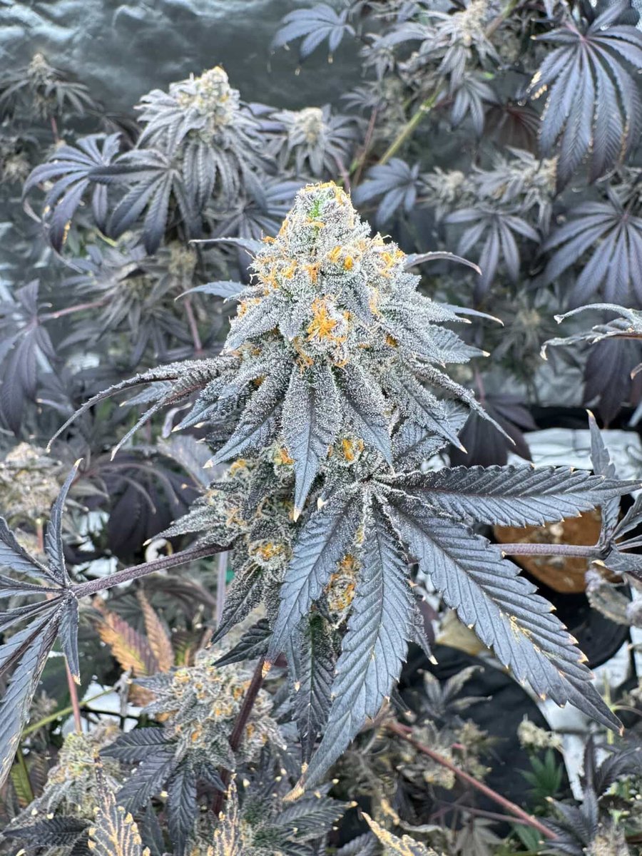 Tiger Autoflower Seeds tweet media