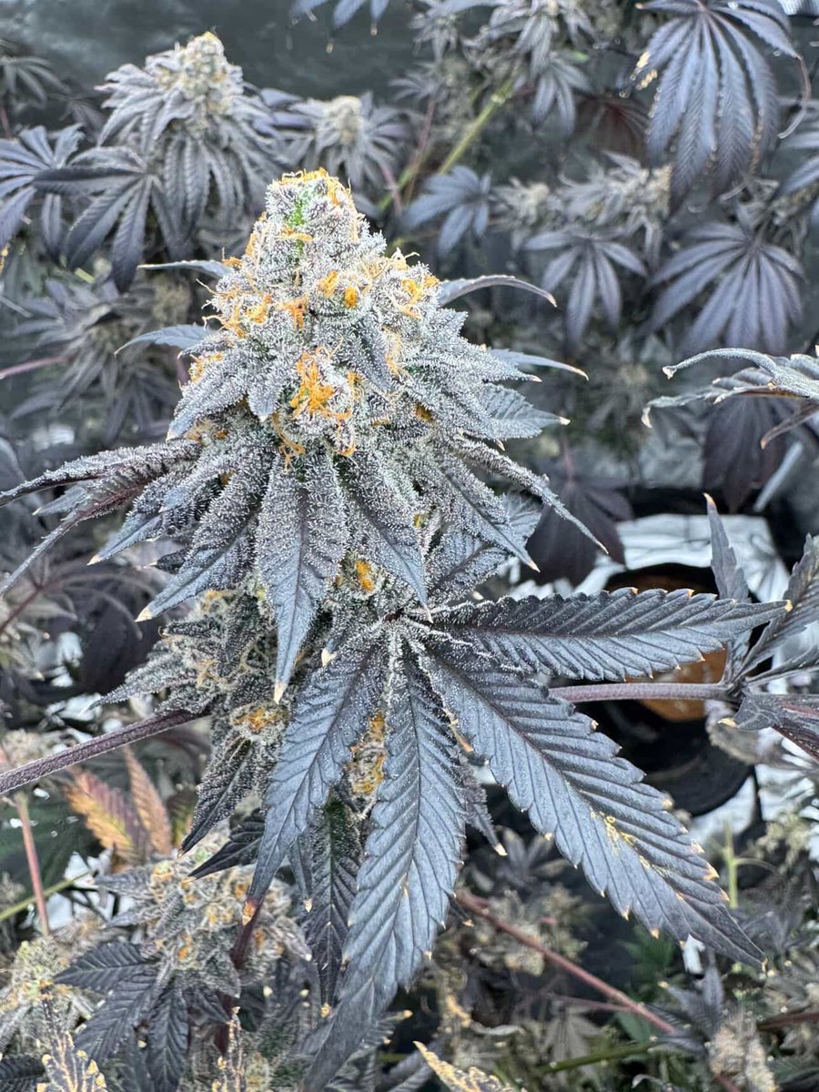 Tiger Autoflower Seeds tweet media