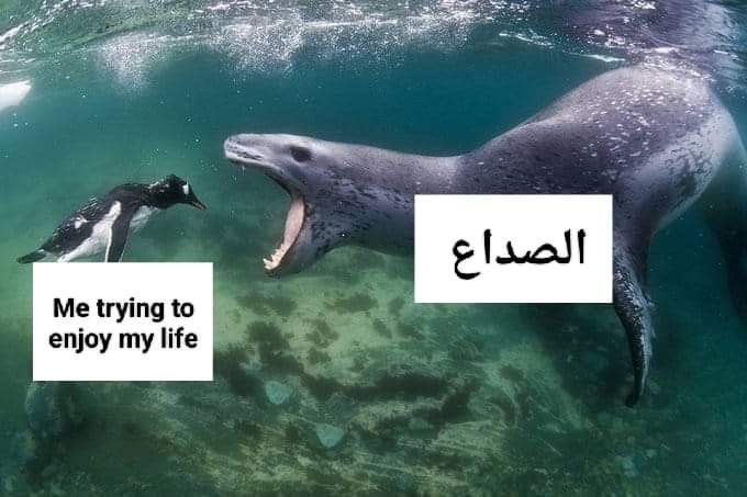 arabmemesss's tweet image. 