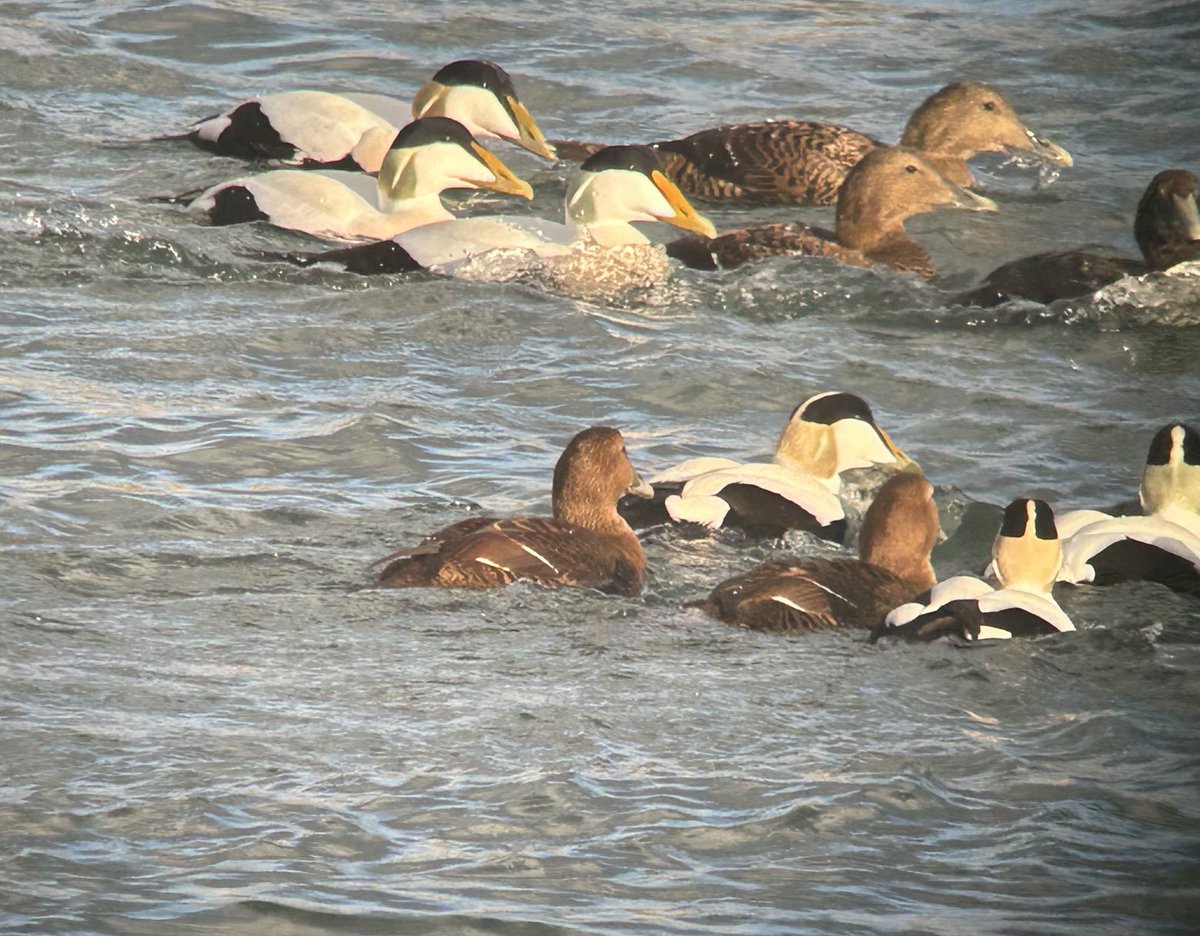 Dara Fitzpatrick tweet media