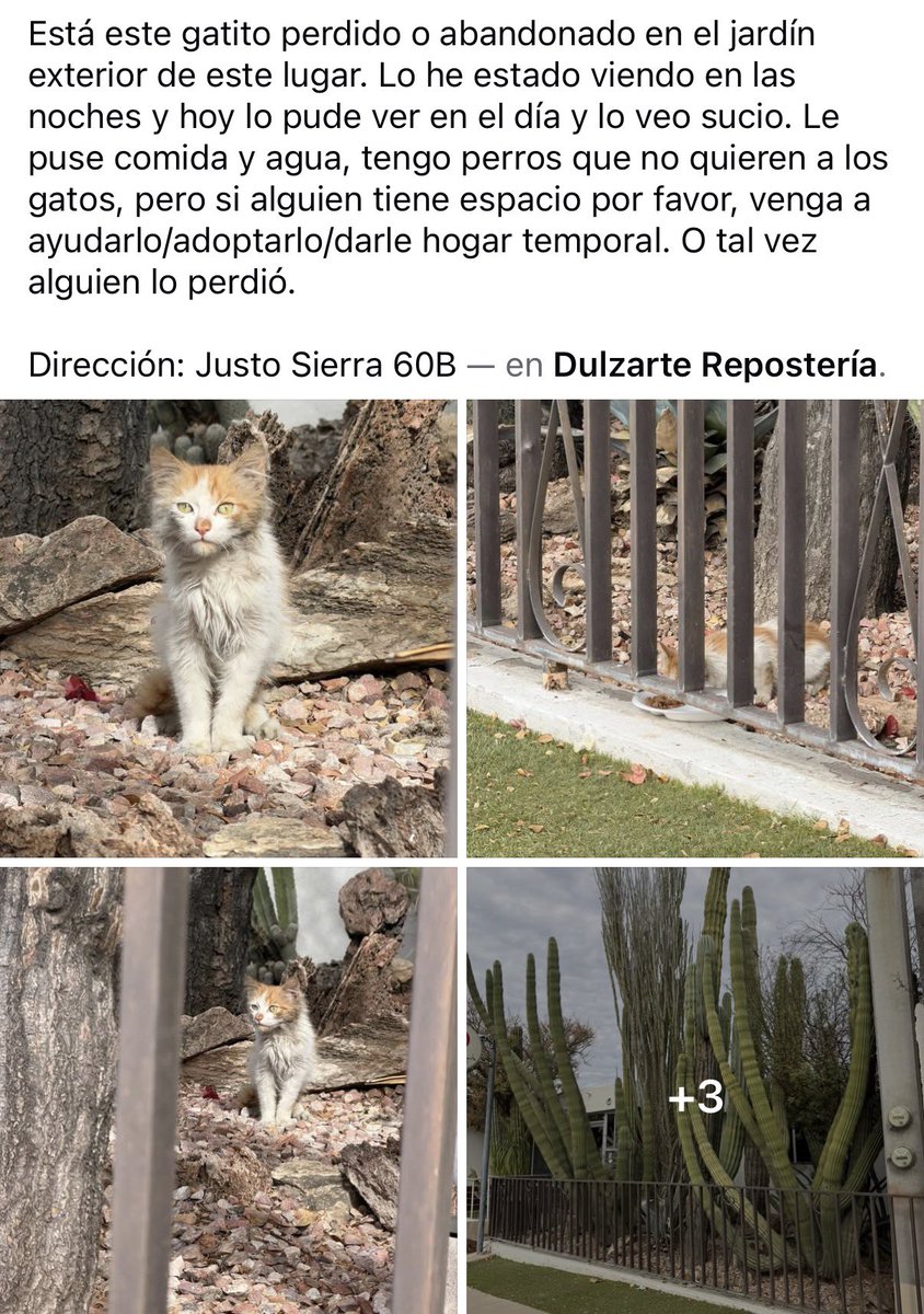Gatito extraviado ⬇️