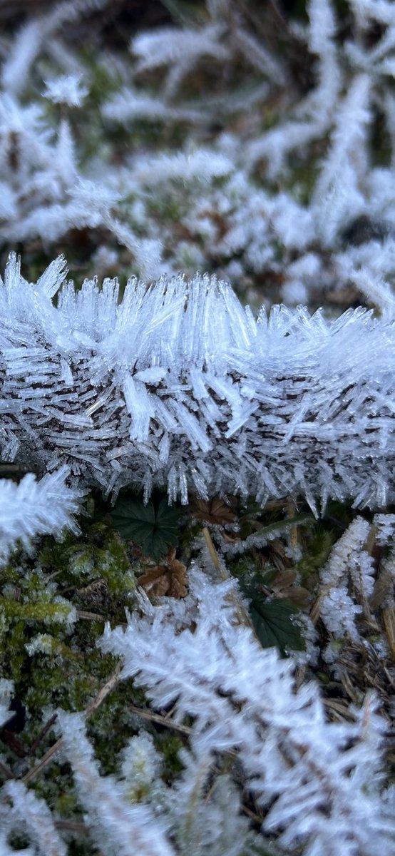 Dara Fitzpatrick tweet media