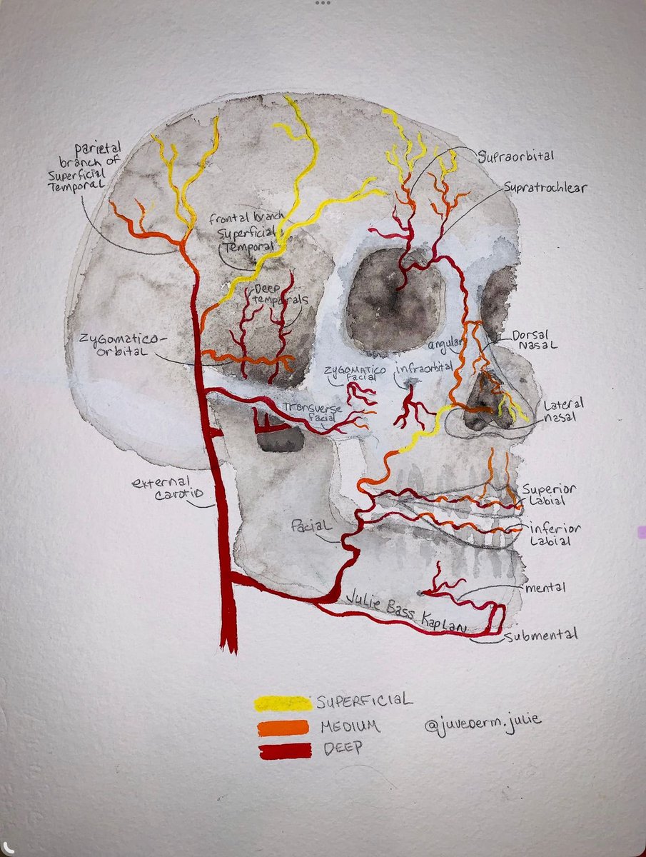 OGdukeneurosurg's tweet photo. Skull https://t.co/mNGzuJQvta