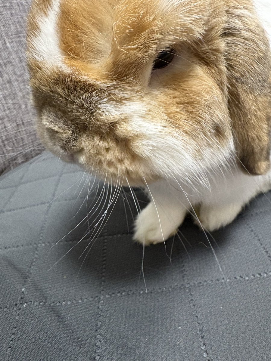 仕事なんだろぉ〜 #うさぎ