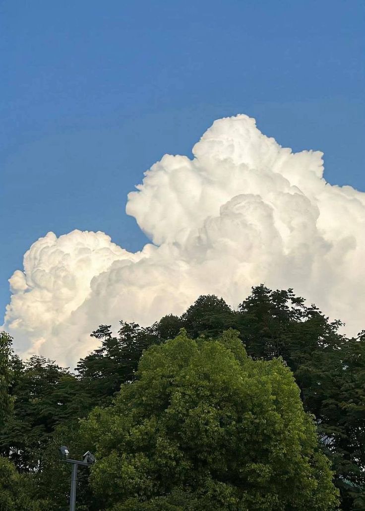 greenvibe's tweet image. 