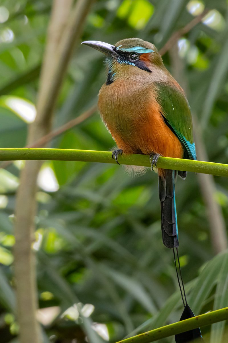 Thomas Wildlife Videos tweet media