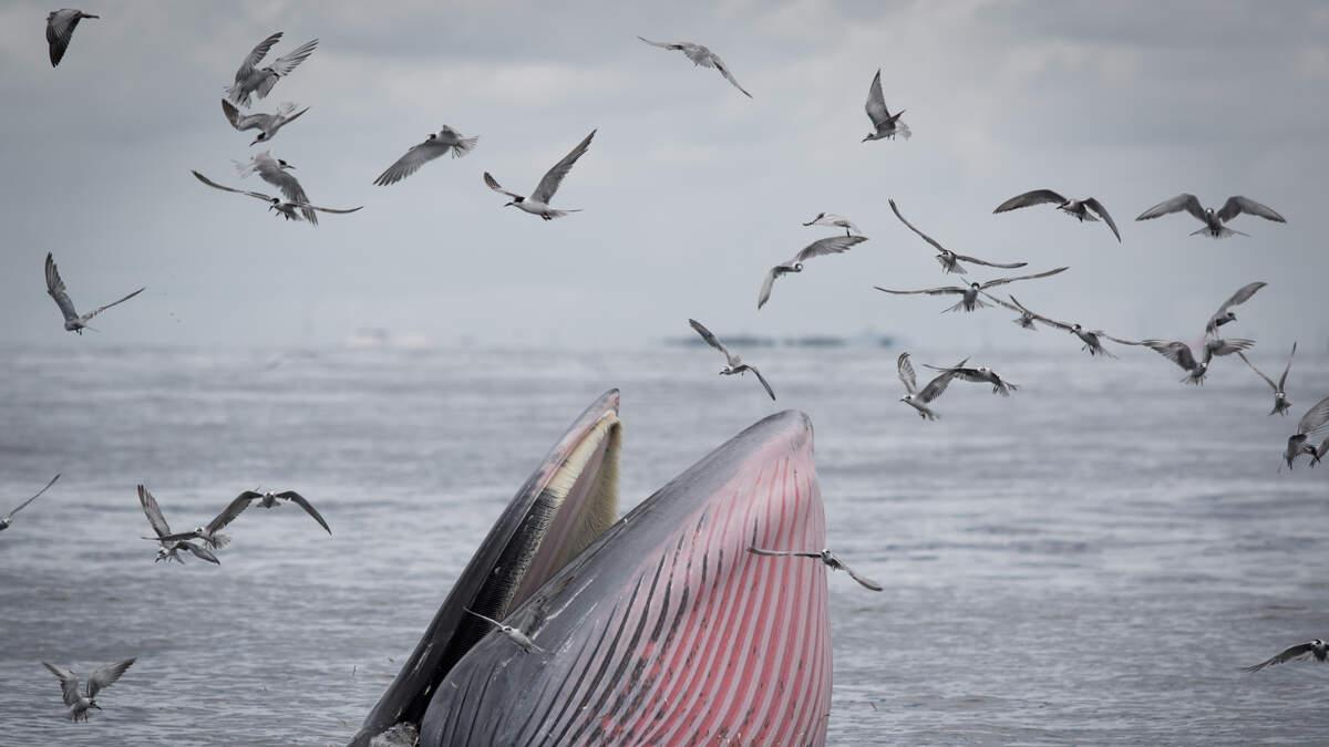 Freediver Captures Stunning Footage Of Giant Whale Eating Swarm Of Sardines  | 99.1 KGGI https://t.co/Q2Dteji9ba