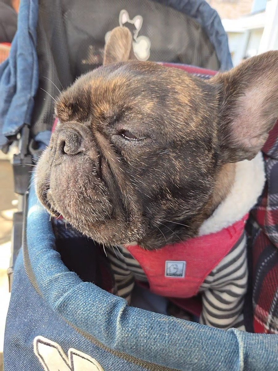 つよし🐶まる (@tsuyoshi39161) / Posts / X