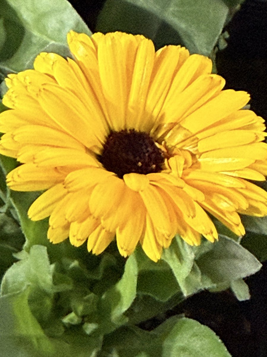 おはようございます
1月5日　月曜日　小寒

今は時期的に花も少ないけど
今年も元気にスタートできる様に
ビタミンカラーを見つけてきたよ🌼

今年もマイペースで行くけど
皆さんよろしくね😉