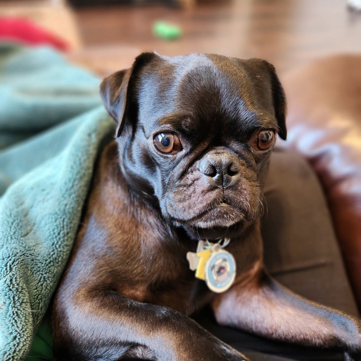 PugRescueAustin's tweet image. Hi, I’m Zack — and I’m learning how to be an indoor dog and a loved family member for the very first time.
But I'm learning fast and I know I’m going to make an amazing companion for someone soon.
Austinpugrescue.com