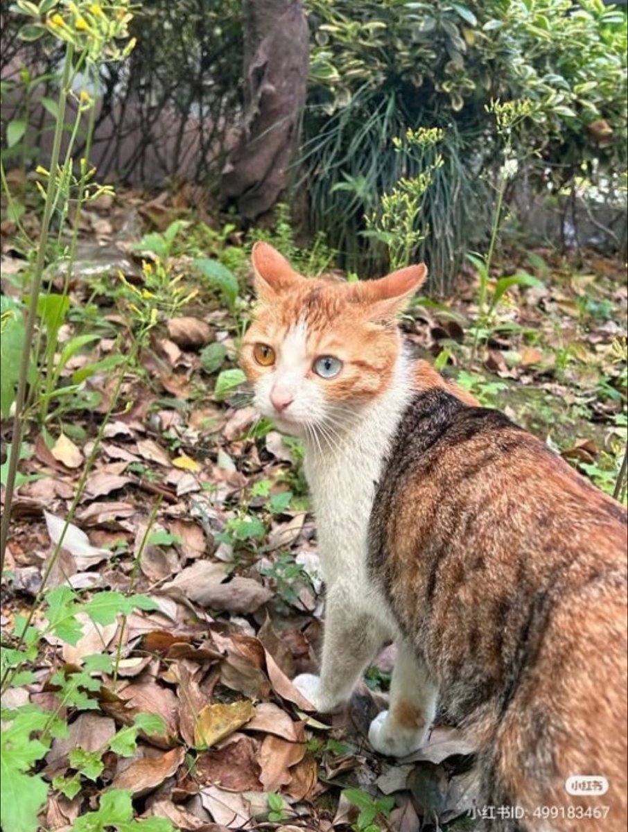 whotfisjovana's tweet image. beautiful cat with homophobia 💛🩵