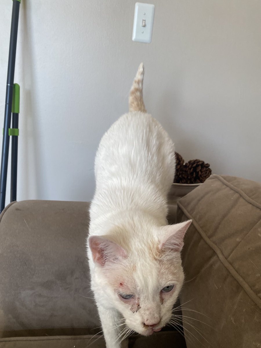 Wel guys….. just had an old pet put down.. May you rest in peace Oliver … I’ll miss ya