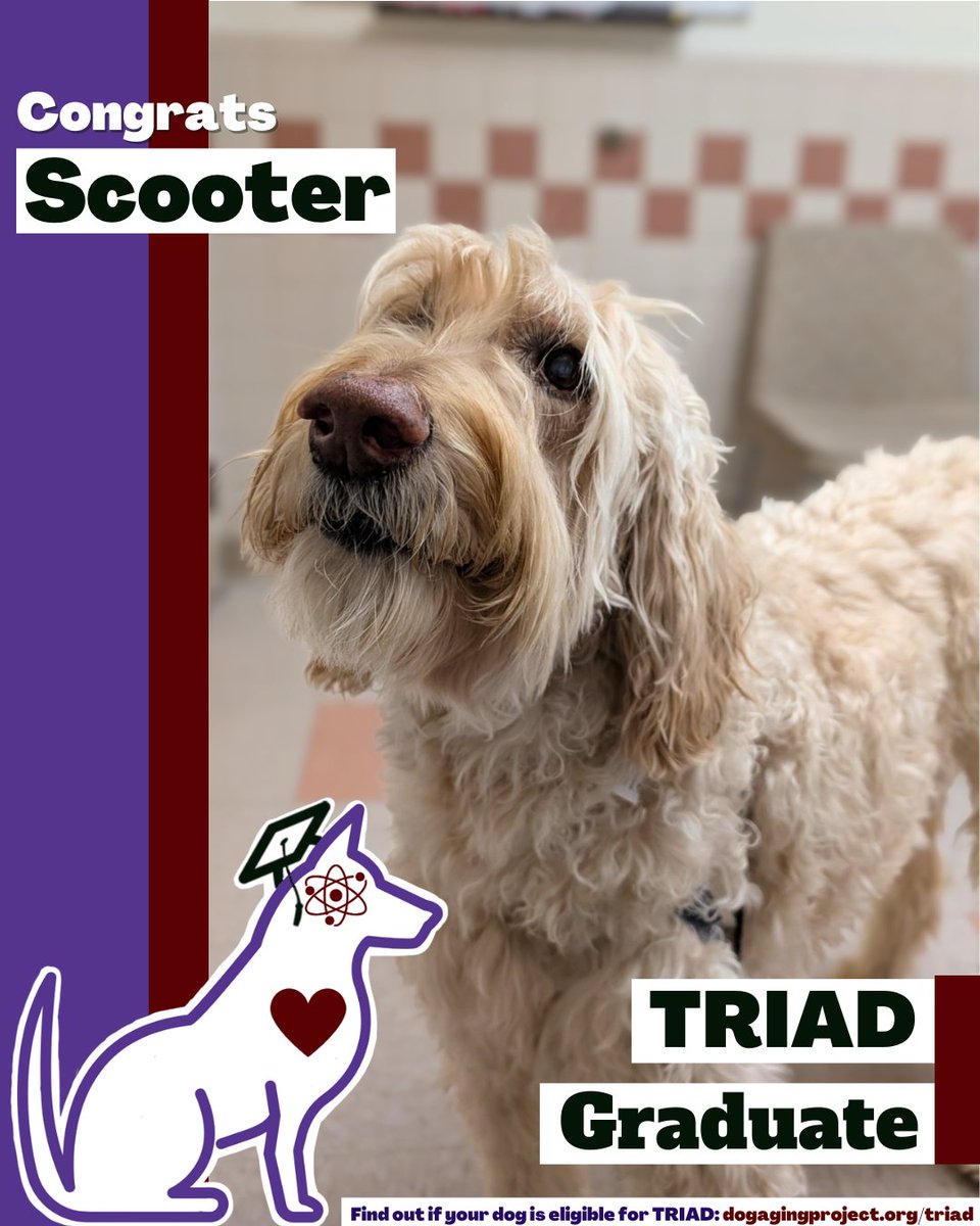 DogAgingProject's tweet photo. Exciting news from the TRIAD cohort! 🎉We’re celebrating another graduate from our clinical trial study! 🐶🎓

Want to help dogs live longer, healthier lives?
🐾 Discover if your doggo is eligible for TRIAD: https://t.co/eAO1CwdcRE

#TRIAD #DogGrad #Dogs https://t.co/Qsgcynk0ny