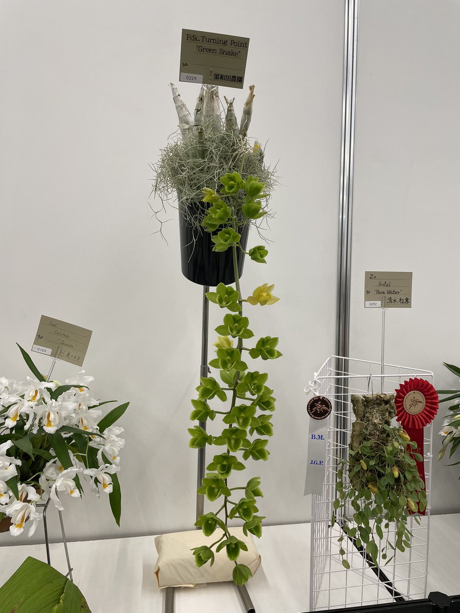 北条早雲@タケノコ蘭沼 (@chakky12031020) / Posts / X