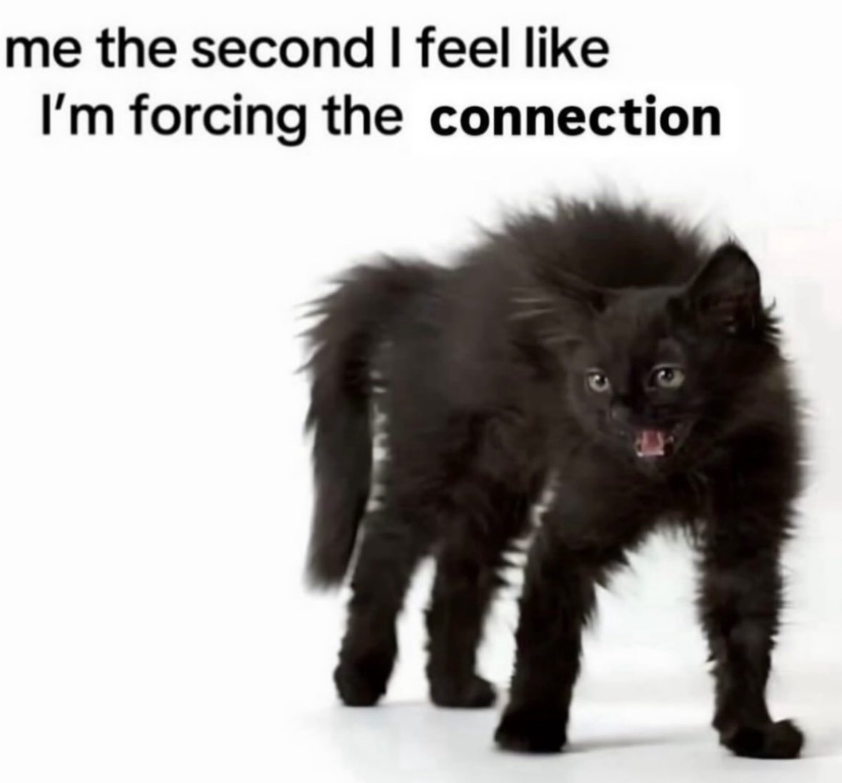 northstardoll's tweet image. 