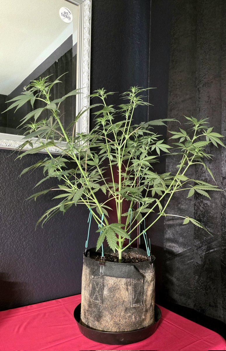 AlienFogMachine's tweet image. 🫐Blueberry🫐 auto is the biggest I've grown even took a topping quite well. Everything looking good so far after some LST &amp;amp; light defol.