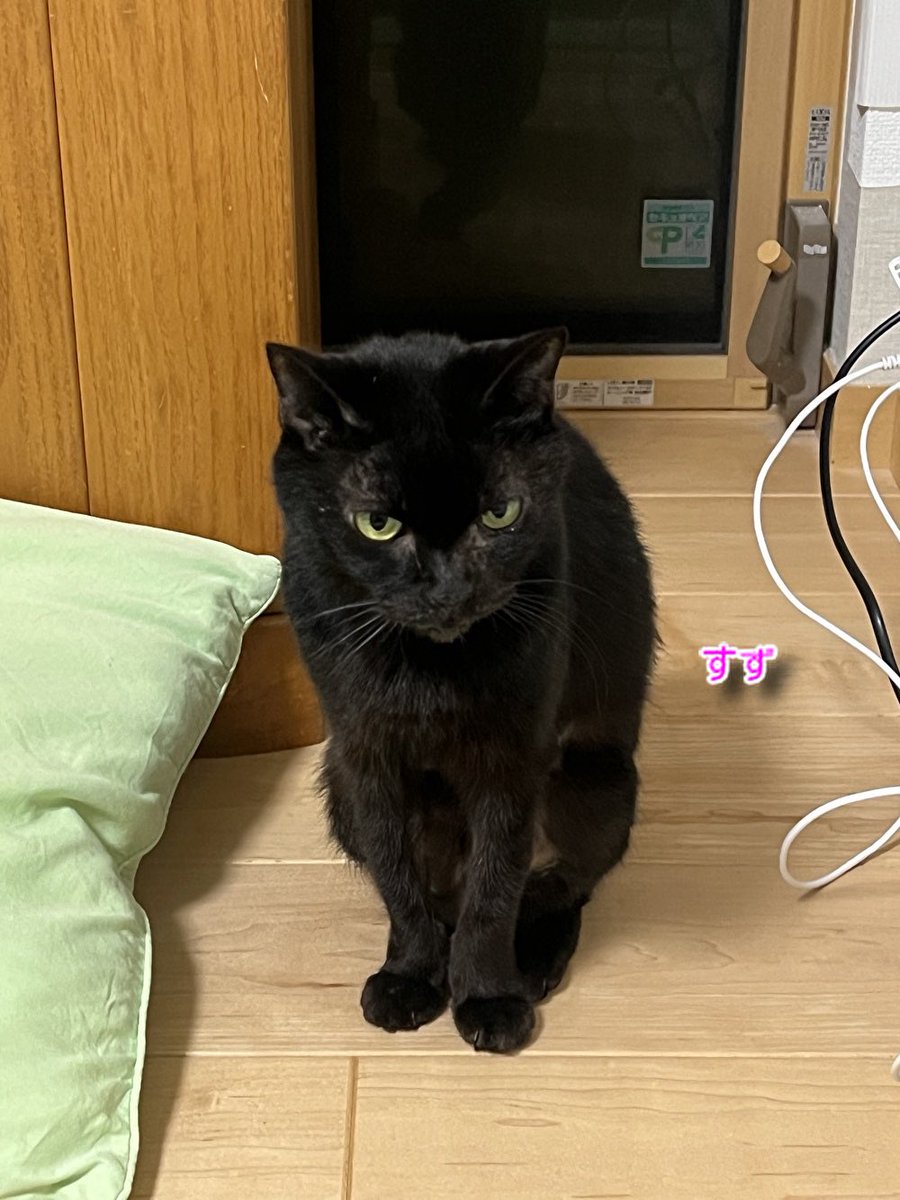 にゃん太郎 (@nyannyan__taro) / Posts / X