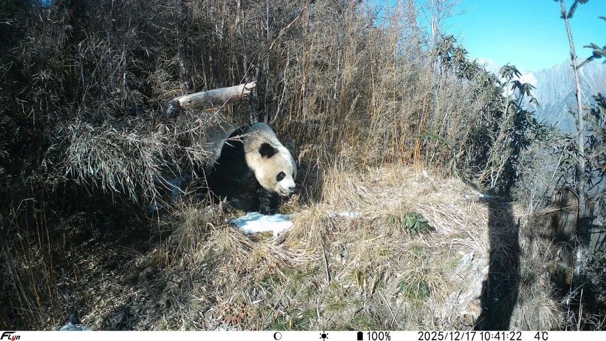 pandas_fr's tweet photo. 🐼❄️ Magnifique photo d’un #panda sauvage capturée le 17 décembre dernier par un piège photographique installé dans le comté de #Pingwu (province du #Sichuan). @SichuanDaily @inspiration_eye @Amazingsichuan
https://t.co/QYVgSCHXl2
&
https://t.co/1mBQUh928Z https://t.co/OtZACsRNbI