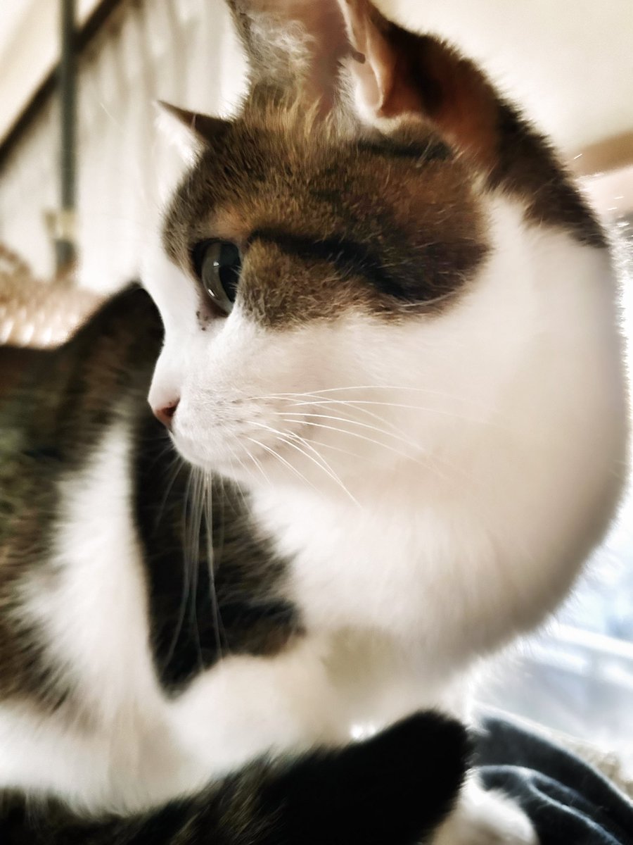 おはようございます

#うちの猫 
#保護猫