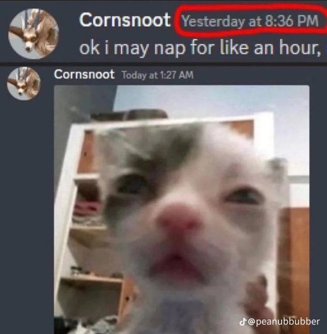 Cool Cat Society (@coolcatsociety) on Twitter photo 