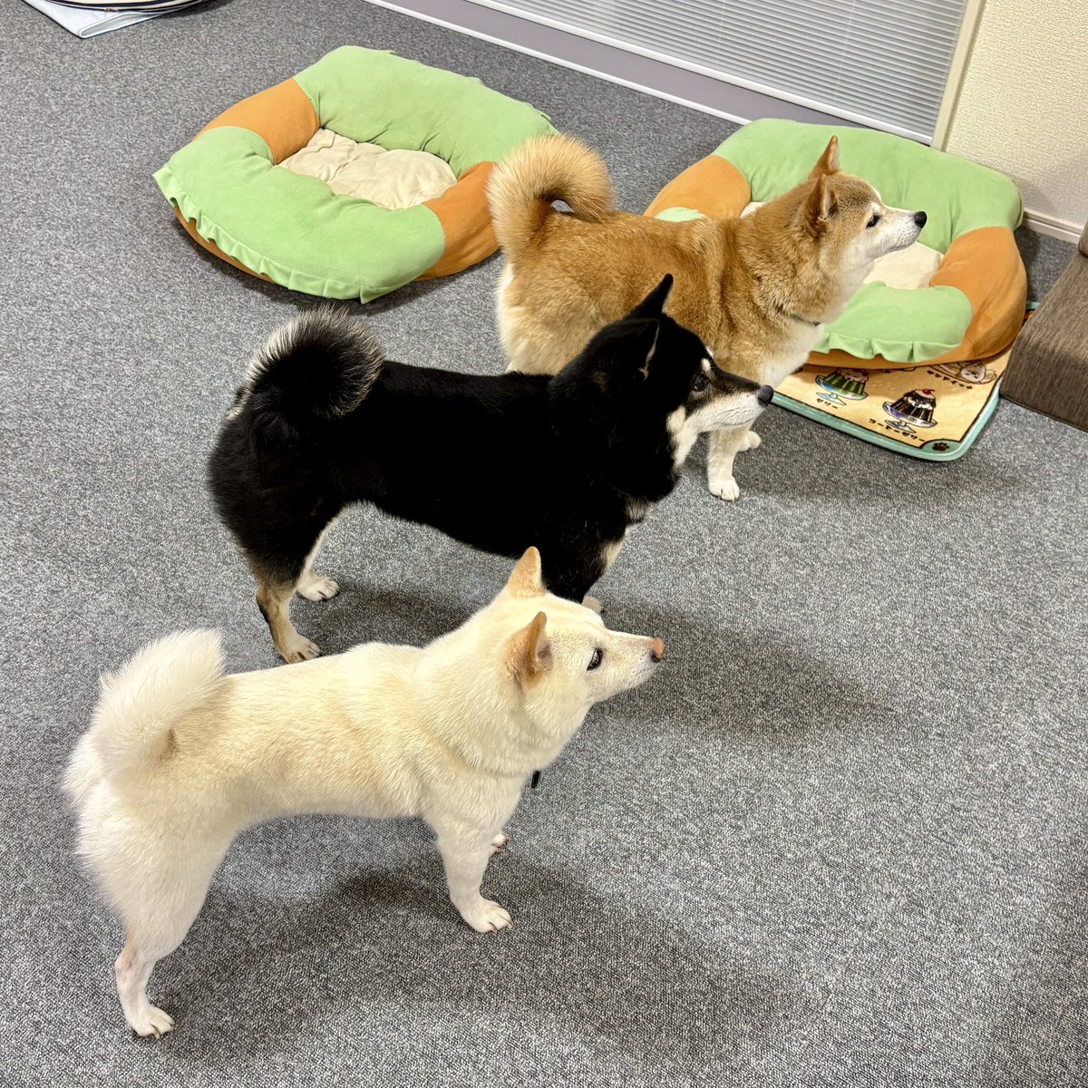 豆柴3色姉妹♪姫.鈴.琴♪ (@himesuzukoto) / Posts / X