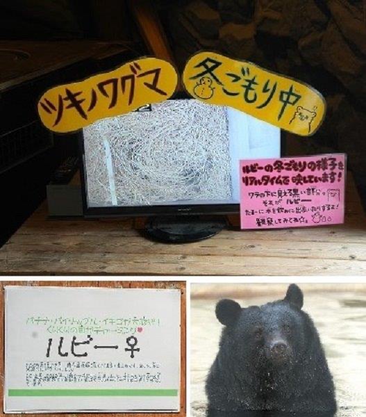 七絵♡ʕ•ᴥ•ʔ🐼 (@a9AUyw0nUeEqz8h) / Posts / X