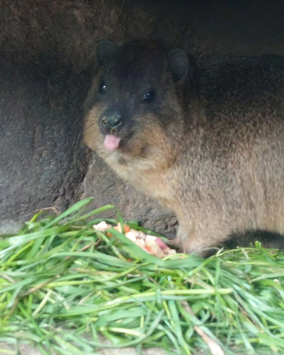 hyraxeveryhour's tweet photo. https://t.co/y0lzOSuKzZ