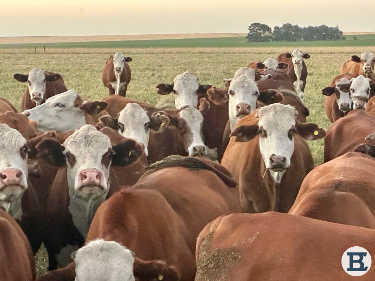 Novillos 2024 pastoreando pradera 🌱 

📍La Dolores, Azul Buenos Aires 
#ganaderia #novillos #pastoreo #azul #buenosaires