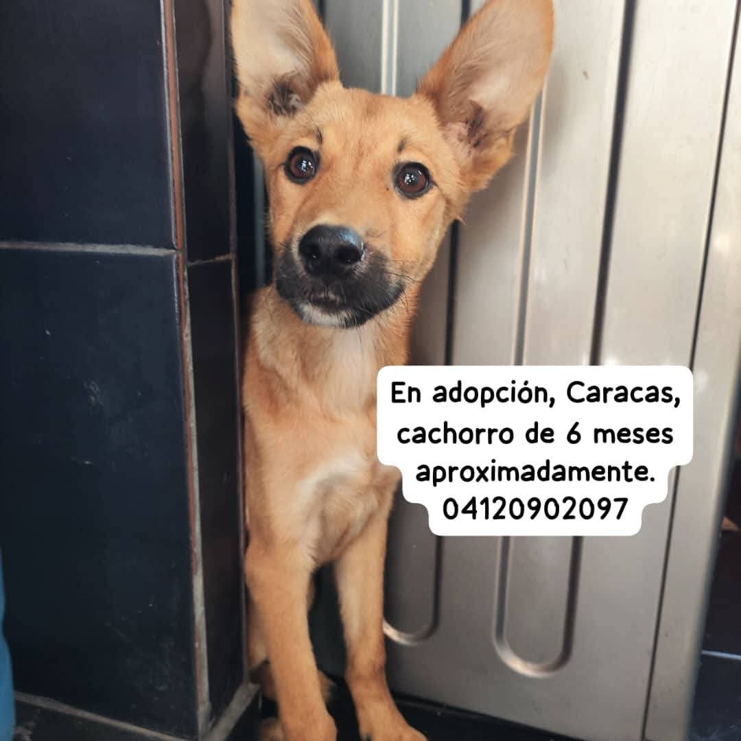 Busca un hogar responsable, Caracas