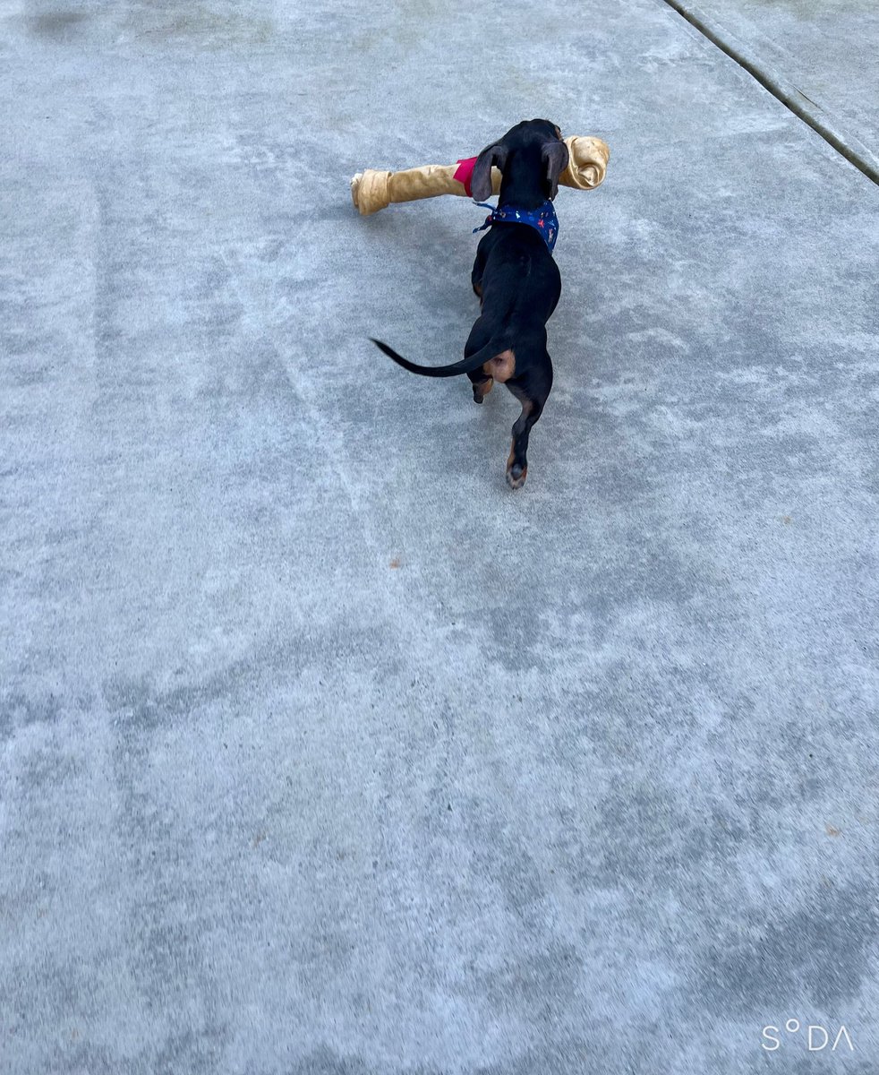 And then he waddled away…