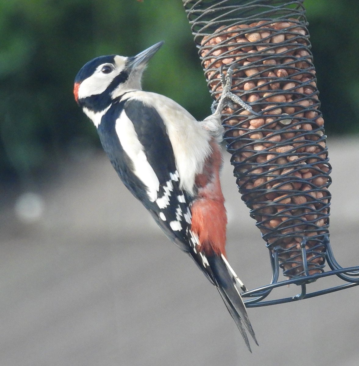 Pauline Gilbertson tweet media