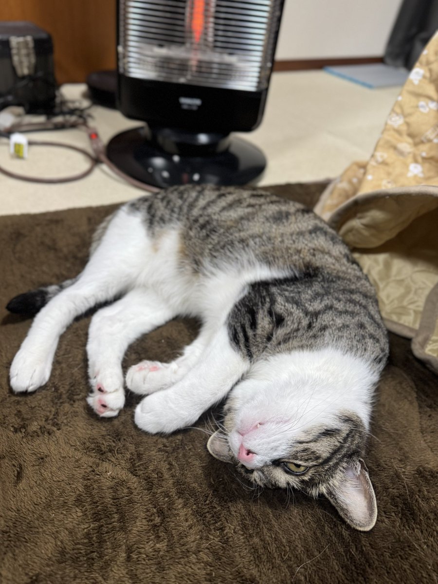 ぎんのねこ (@ginnonekoch) / Posts / X