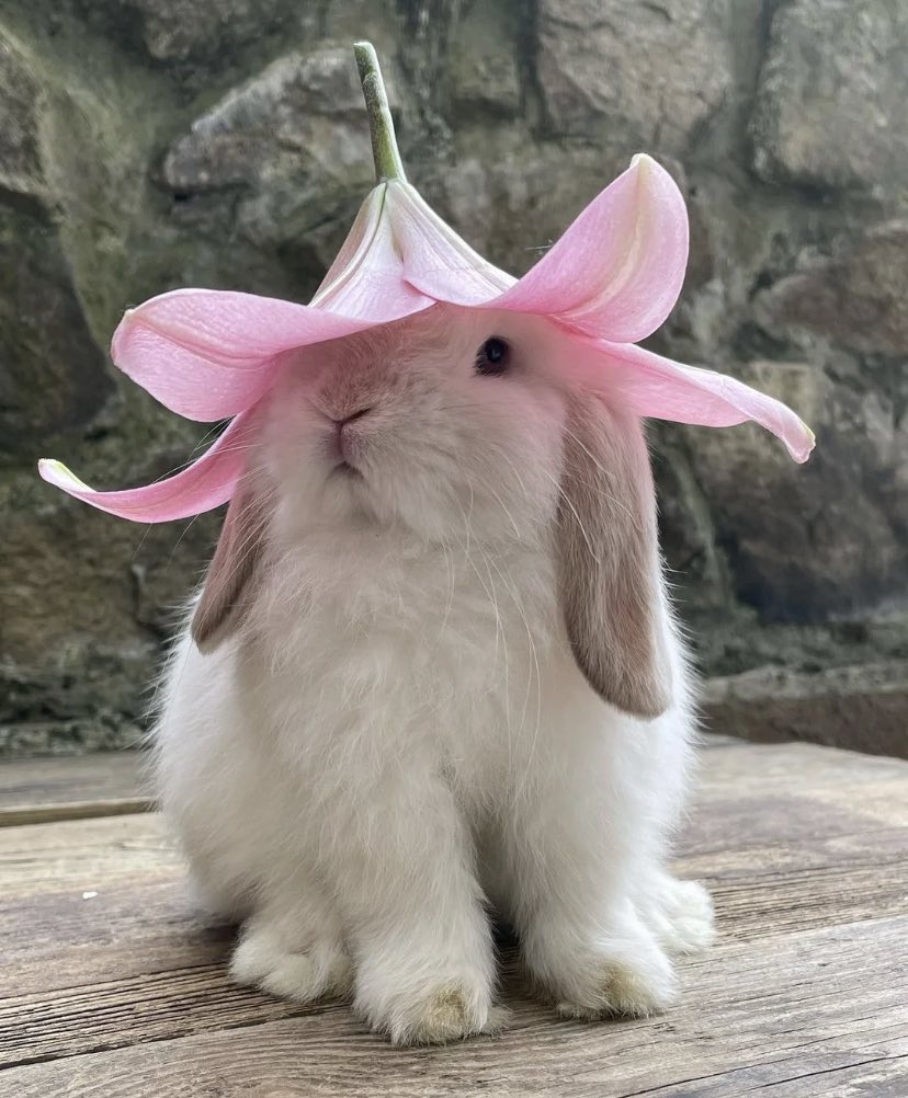 heart_jpg's tweet image. bunny with a flower hat