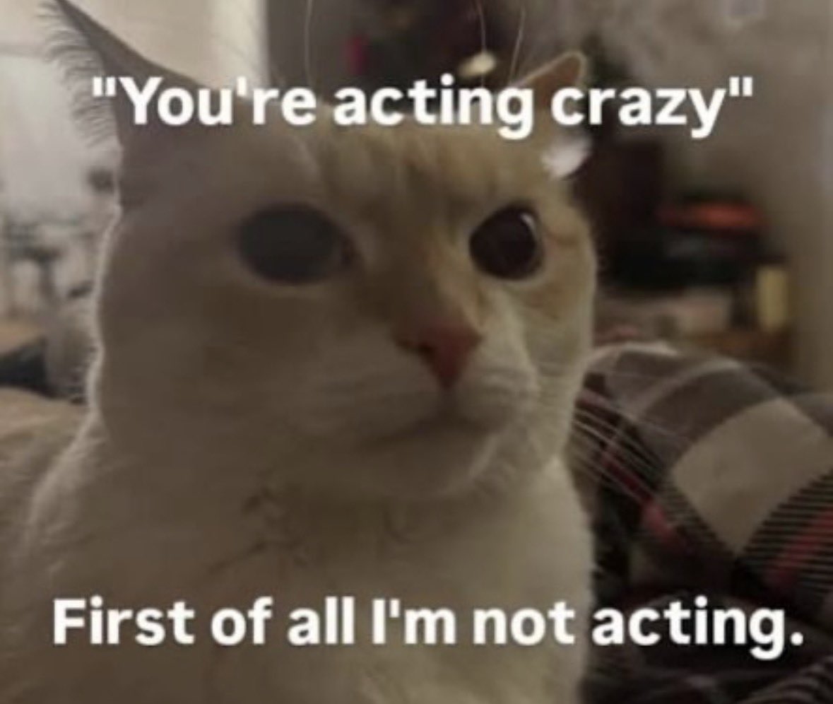 LiterallyMeCats tweet media