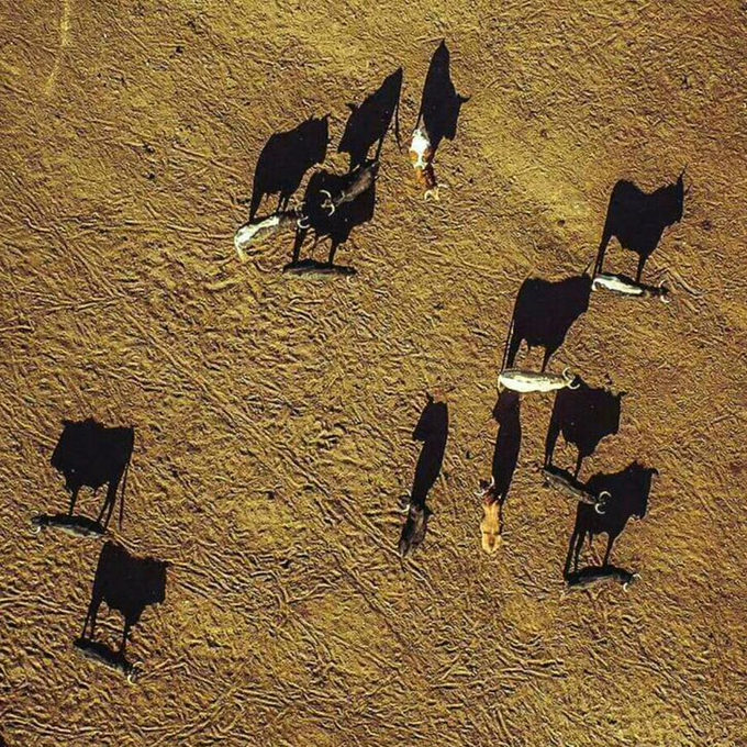 ForosToreros tweet media