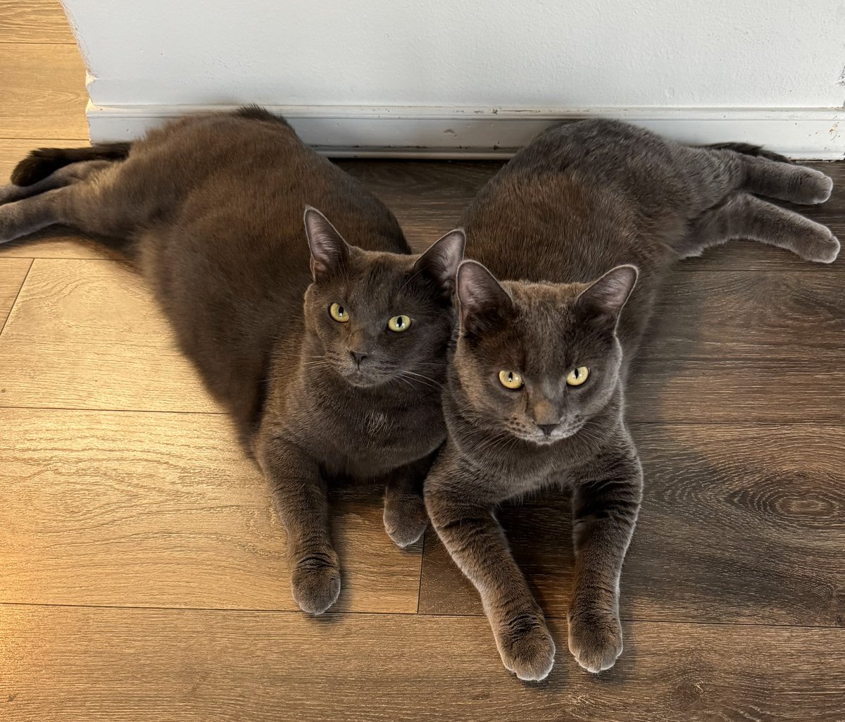 🎉 Happy New Year 2026 from the field crew! 🌿🐾

A warm Happy New Year to our faithful customers — wishing you joyful moments, great health for you and your cat(s), prosperity, and plenty of cat fun (or cat toys!). 🐱💚

Alvin &amp; Juliette are starting the year like pros — calm,