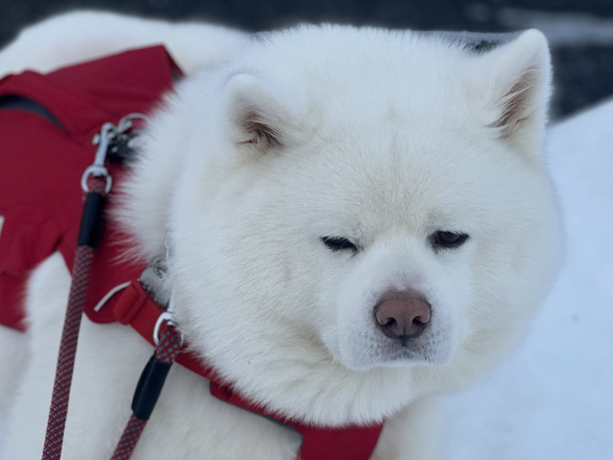 帰宅して雪活⸜❄️⸝✨️

 #秋田犬